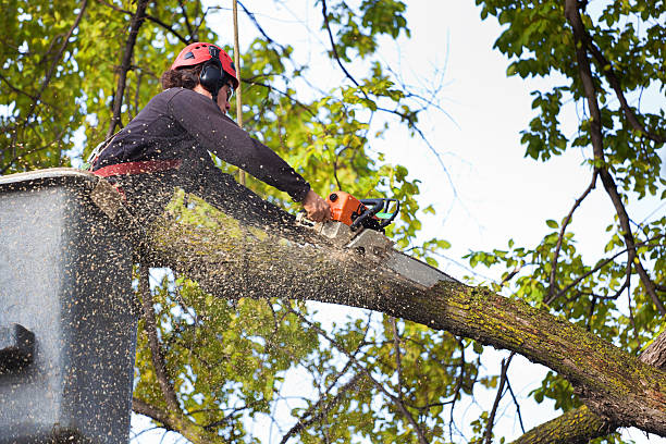 Best Arborist Consultation Services  in Grace, ID